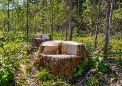 view of the tree stumps