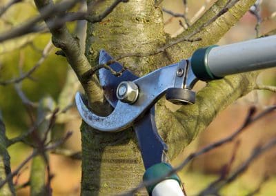 Tree Trimming by a cutter