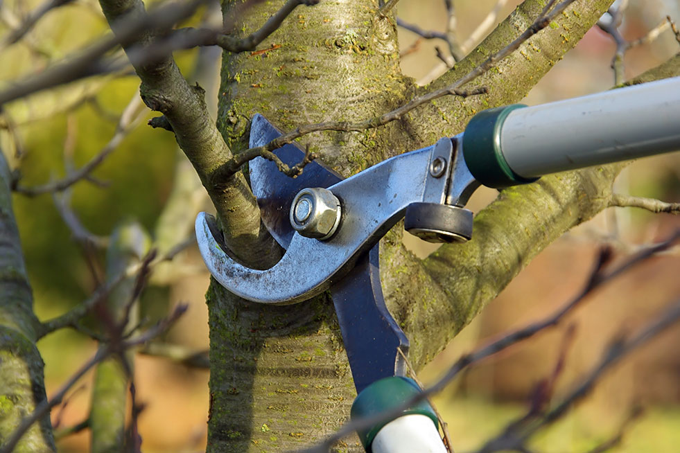 Tree Trimming by a cutter