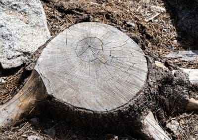 close up view of the tree stump