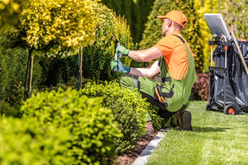 certified arborist