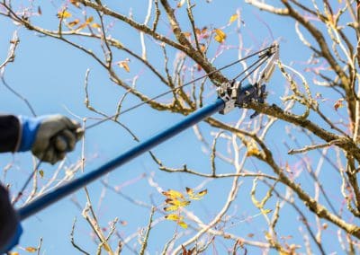 tree trimming service by a professional