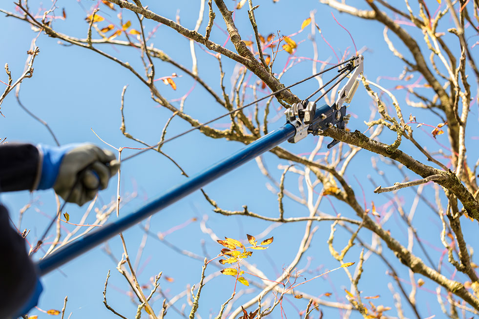 tree trimming service by a professional