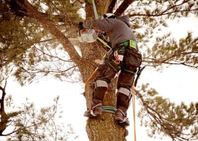 a certified arborist is trimming the tree