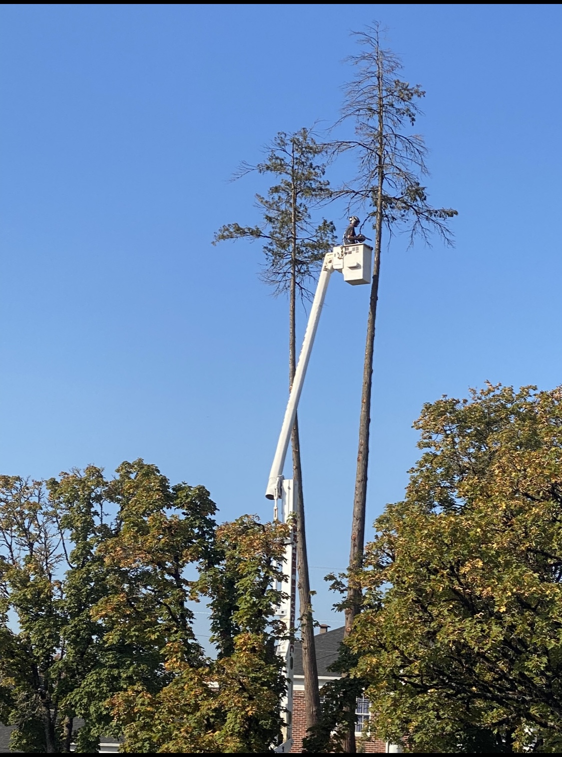 a person is cutting the wooden log of the tree