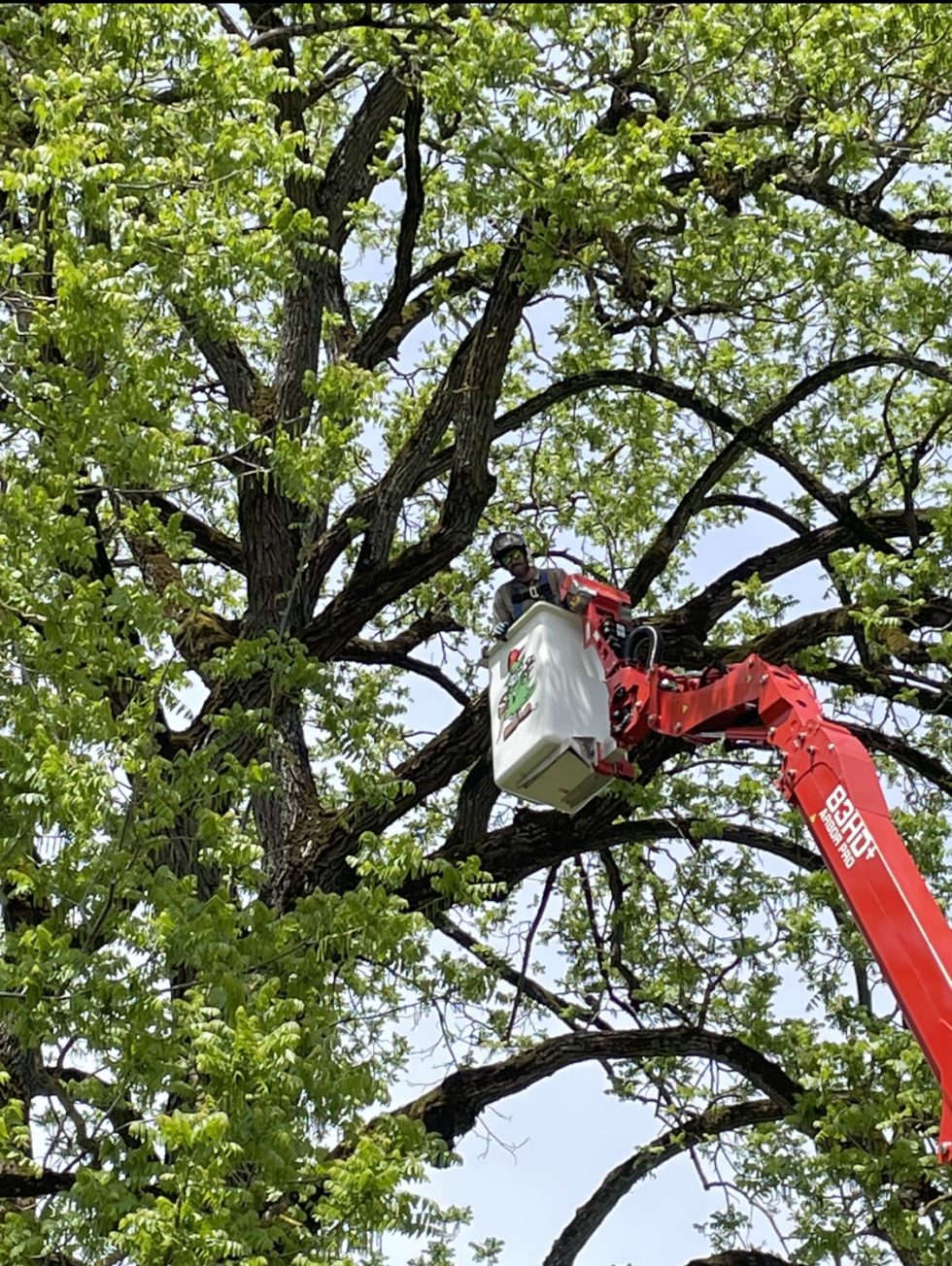Affordable Tree Service In McMinnville, OR A & R Tree Service Inc.