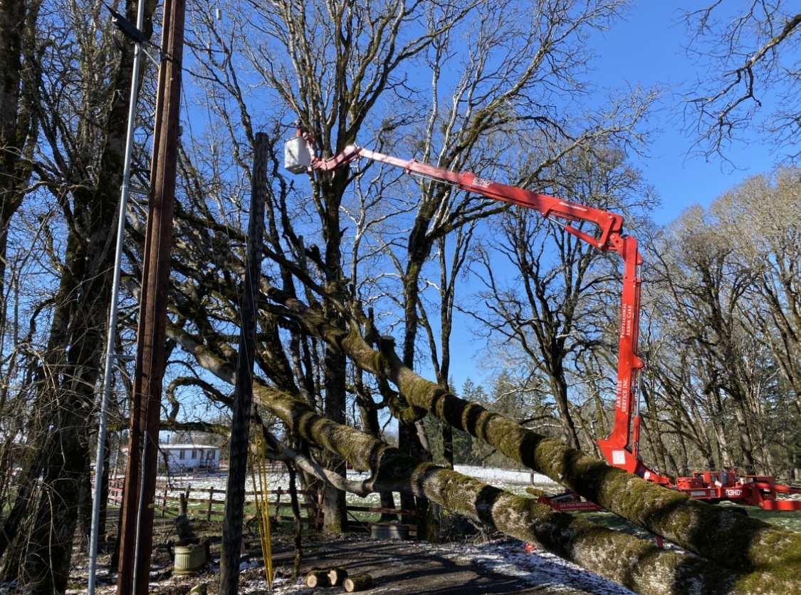 a certified arborist is trimming the tree