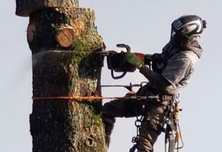 I man high up in a tree sectioning large sections of a tree